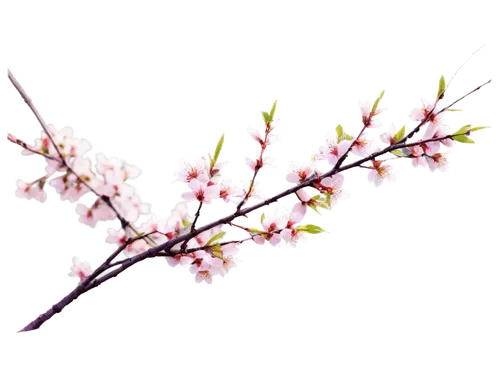 cherry blossom branch,cherry branches,sakura branch,japanese carnation cherry,prunus,flowers png,ornamental cherry,japanese cherry,cherry branch,japanese floral background,prunus cerasifera,prunus spinosa,sakura flower,flowering cherry,prunus domestica,sakura flowers,apple blossom branch,spring background,prunus laurocerasus,apricot blossom,Illustration,Paper based,Paper Based 28