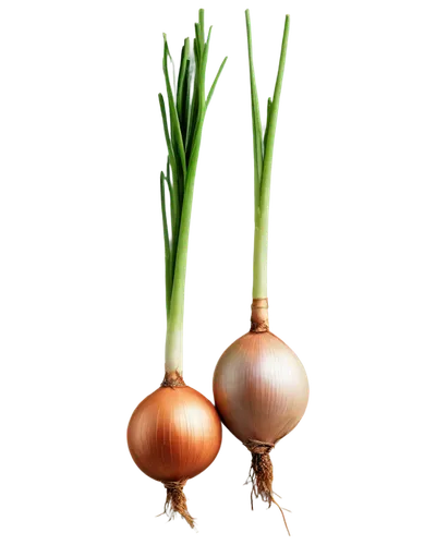  Shallot, solo, root vegetable, thin papery skin, copper-brown color, bulbous body, green shoots, detailed texture, realistic, warm lighting, 3/4 composition, shallow depth of field, earthy tone.,onio