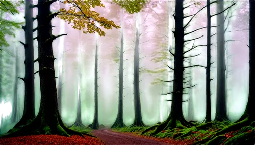 forest path,autumn forest,forest background,forest landscape,germany forest,forest road,enchanted forest,fir forest,deciduous forest,green forest,forest glade,forest,forest walk,forest of dreams,elven forest,coniferous forest,cartoon video game background,mixed forest,the forest,cartoon forest,Photography,Documentary Photography,Documentary Photography 32