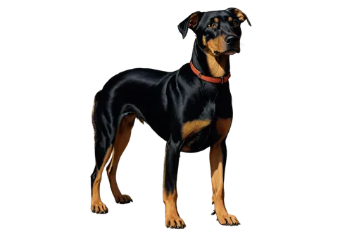 pinscher,doberman,australian kelpie,dobie,doberan,kelpie,oberweiler,dobermans,rottweiler,dobermannt,dober,dog illustration,dobe,catahoula,coonhound,rott,sighthound,galga,airedale,basenji,Illustration,Retro,Retro 09