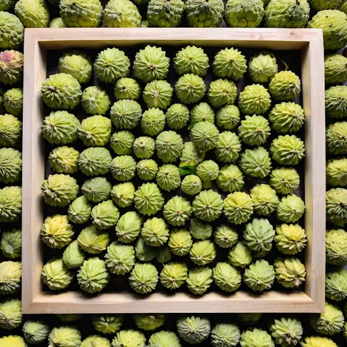 osage orange,acorn cluster,romanesco,douglas fir cones,romanesca cauliflower,custard-apple,brussels sprouts,celery and lotus seeds,sprouts,conifer cones,sugar-apple,sugar apple,pistacia lentiscus,kaki fruit,spruce cones,lychees,durian ball,acorns,brussels sprout,green oranges,Photography,Fashion Photography,Fashion Photography 17