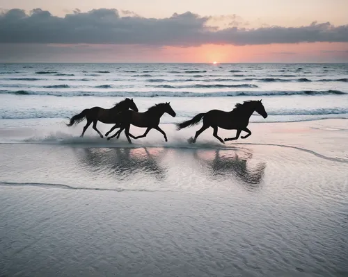 arabian horses,white horses,beautiful horses,bay horses,wild horses,sea-horse,camargue,arabian horse,gallop,mare and foal,two-horses,equines,galloping,horses,ameland,horse running,equine,seahorse,horse free,wild horse,Photography,Documentary Photography,Documentary Photography 04