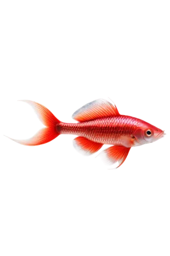 squirrelfish,red fish,dartfish,guardfish,razorfish,ornamental fish,goatfish,fishbase,snapfish,hawkfish,sockeye,salmonidae,krill,pikeminnow,wavelength,devilfish,fish in water,salmon red,finfish,cyprinid,Illustration,Children,Children 05