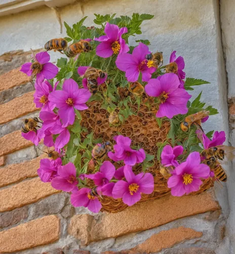 Bees over flowers in a basket hanging on the wall of the house.,petunias,hanging basket,terracotta flower pot,geranium maderense,impatiens,provencal life,bougainvillea,aix-en-provence,herb robert,flow