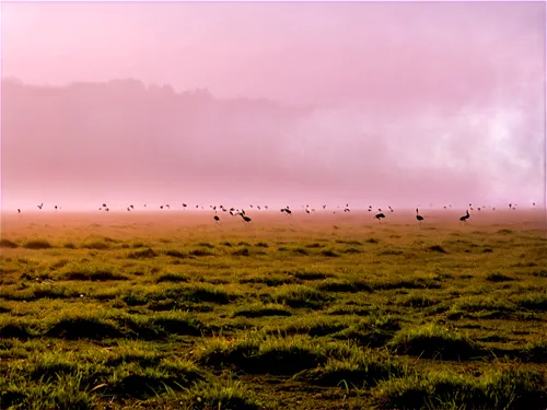 lapwings,tern in mist,greylag geese,curlews,cranes from eberswalde,jacanas,lapwing,godwits,shrikes,migratory birds,polders,canada geese,pheasants,gray geese,small wading birds,shorebirds,wild geese,bustards,stormvogels,foggy landscape,Photography,Documentary Photography,Documentary Photography 35