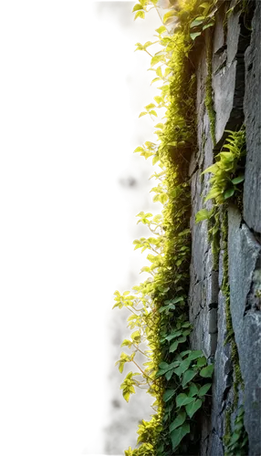 Old stone wall, rough texture, moss growing, ivy crawling, cracked surface, worn-out edges, ancient ruins, mysterious atmosphere, warm sunlight casting long shadows, 3/4 composition, shallow depth of 