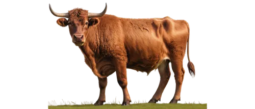 Brown cow, standing, grazing, green pasture, muscular body, large ears, curved horns, fluffy fur, detailed eyes, wet nose, realistic texture, natural lighting, panoramic view, shallow depth of field, 