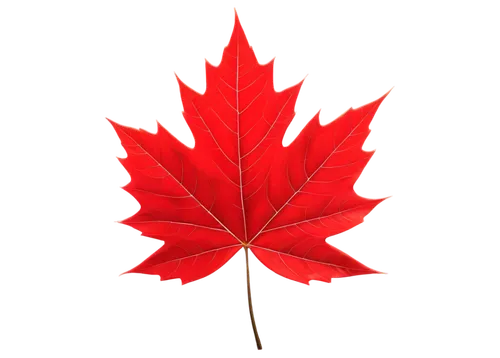 maple leaf red,red maple leaf,maple leaf,yellow maple leaf,canadian flag,leaf background,maple leave,maple foliage,maple leaves,maple bush,leaf maple,canada,red leaf,canadas,canada cad,canadian,buy weed canada,red maple,thunberg's fan maple,fan leaf,Art,Artistic Painting,Artistic Painting 31