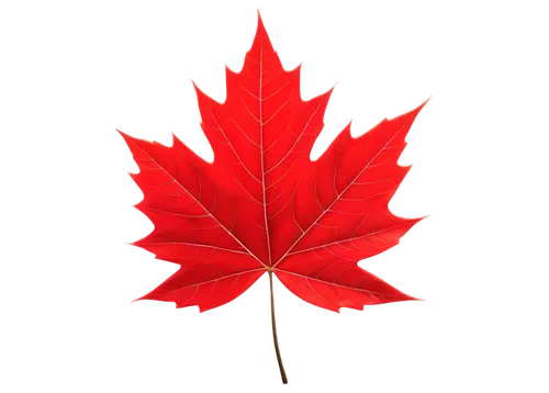 Maple leaf symbol, red background, white square, horizontal layout, detailed texture, waving motion, blowing in wind, close-up shot, shallow depth of field, bright lighting, vibrant colors, high contr