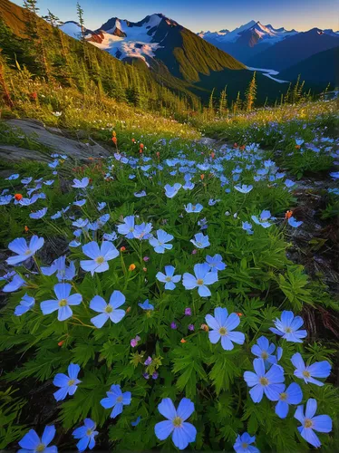 alpine flowers,alpine forget-me-not,blue daisies,alpine meadow,mountain bluets,alpine flower,wildflowers,blue anemone,the valley of flowers,mountain meadow,blue petals,alpine meadows,dayflower,blue flowers,british columbia,wild flowers,blue anemones,field of flowers,splendor of flowers,blue woodland phlox,Conceptual Art,Sci-Fi,Sci-Fi 12