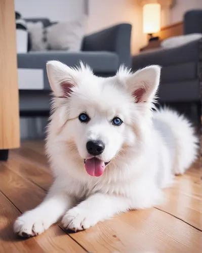 japanese spitz,american eskimo dog,german spitz klein,samoyed,icelandic sheepdog,german spitz mittel,canadian eskimo dog,german spitz,berger blanc suisse,akita inu,finnish lapphund,swedish lapphund,cheerful dog,pomeranian,cute puppy,eurasier,pet vitamins & supplements,indian spitz,miniature siberian husky,korean jindo dog,Illustration,Paper based,Paper Based 22