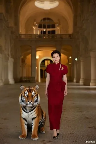 amurtiger,rajah,royal tiger,tigers,tigerdirect,tigerle