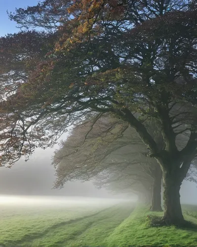 beech trees,autumn fog,morning mist,ground fog,two oaks,ordinary boxwood beech trees,foggy landscape,horse chestnut tree,isolated tree,veil fog,fog banks,ring fog,oak tree,bare tree,elm tree,mists over prismatic,walnut trees,rowan-tree,morning fog,rowan tree,Photography,Documentary Photography,Documentary Photography 13