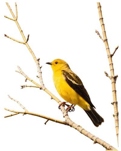 yellow winter finch,yellow finch,yellow robin,canary bird,american goldfinch,finch bird yellow,golden finch,yellow weaver bird,eastern yellow robin,yellowhammer,yellowbird,canary,saffron finch,eurasian siskin,evening grosbeak,pine warbler,finch in liquid amber,verdin,canari,lesser goldfinch,Conceptual Art,Fantasy,Fantasy 07