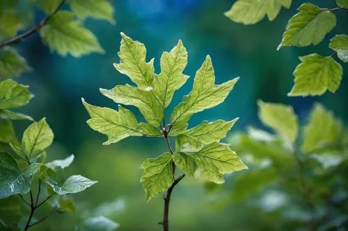 intensely green hornbeam wallpaper,beech leaves,carpinus,hornbeam,beech leaf,currant leaves,Photography,General,Cinematic