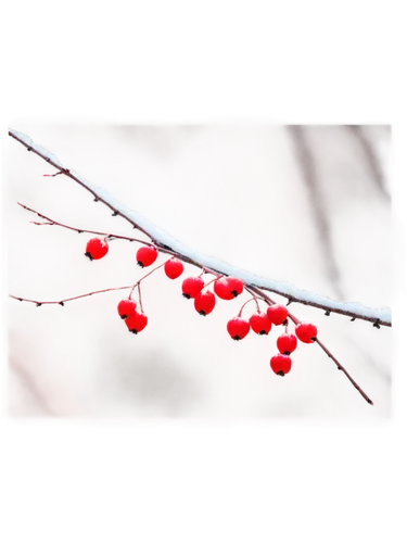 mountain ash berries,rowanberry,winterberry,red berries,cherry branch,rowan berries,currant branch,holly berries,cherry branches,accoceberry,rose hip berries,chili berries,rosehip berries,mistletoe berries,elder berries,currant berries,henneberry,ripe berries,goose berries,cherry twig,Art,Artistic Painting,Artistic Painting 27