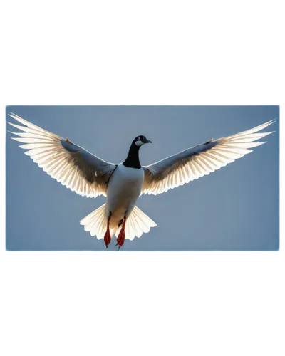 flying tern,tern flying,tern bird,flying common tern,laughing gull,royal tern,australian shelduck,sandwich tern,bird flying,tern,bird png,dove of peace,alcidae,seagull in flight,bird in flight,common tern,arctic tern,crested terns,migratory bird,indian sea gull,Conceptual Art,Daily,Daily 16