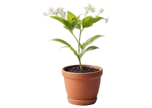 hostplant,phototropism,lantern plant,cotyledon,veratrum,potted plant,lily of the desert,resprout,plantago,ornithogalum umbellatum,adenium,container plant,lily of the valley,rank plant,arabidopsis,bulbous plant,arabian jasmine,flowers png,seedling,celery plant,Art,Classical Oil Painting,Classical Oil Painting 32