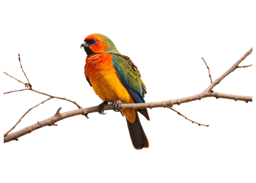 sun conure,sun parakeet,bushshrike,male finch,colorful birds,bird on branch,parrotfinch,sun conures,eastern rosella,european bee eater,crimson rosella,yellow parakeet,tanagers,gold finch,rainbow lory,gouldian finch,king parrot,tanager,yellow weaver bird,arancio,Conceptual Art,Oil color,Oil Color 12