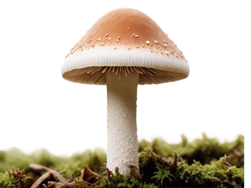 agaricaceae,amanita,edible mushroom,champignon mushroom,cubensis,forest mushroom,edible mushrooms,agaric,medicinal mushroom,mushroom landscape,lingzhi mushroom,agaricus,small mushroom,fungus,fungal science,mushroom type,mushroom,mushrooming,anti-cancer mushroom,boletus badius,Conceptual Art,Daily,Daily 14