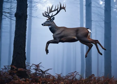 In the early morning mist, a male deer leaps effortlessly through a forest.,whitetail,whitetail buck,european deer,male deer,pere davids male deer,red deer,bucks,forest animal,white-tailed deer,antler