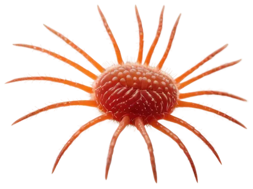 cnidarian,sea urchin,echinodermata,echinoderm,turbinellidae,echinococcus,calicivirus,leptostylus,varroa,flavivirus,paraplatyptilia,aurantiaca,echinoids,echinoderms,polyomavirus,eosinophil,microstock,radiolarian,locustellidae,sundew,Conceptual Art,Oil color,Oil Color 16