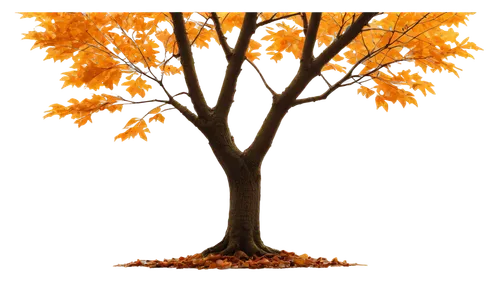 autumn tree,autumn background,deciduous tree,autumn icon,fall picture frame,cardstock tree,autumn theme,deciduous trees,brown tree,birch tree illustration,fall foliage,birch tree background,background vector,autumn frame,seasonal autumn decoration,autumn trees,seasonal tree,leaf background,flourishing tree,ornamental tree,Illustration,Japanese style,Japanese Style 08