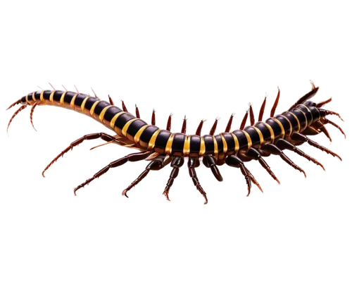 Long centipede, many legs, dark brown body, shiny exoskeleton, multiple segments, sharp claws, beady eyes, curled antennae, metallic sheen, low-angle shot, dramatic lighting, shallow depth of field, w