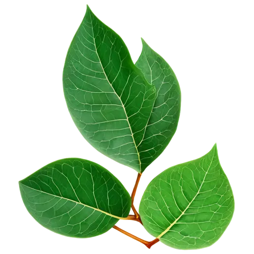 bay-leaf,fig leaf,walnut leaf,round leaved liverleaf,terminalia catappa,mape leaf,custody leaf,bay leaf,thick-leaf plant,foliage leaf,leaves,chestnut leaf,oleaceae,magnolia leaf,fan leaf,gum leaves,bo leaf,morinda citrifolia,the leaves of chestnut,four-leaf,Illustration,Retro,Retro 20