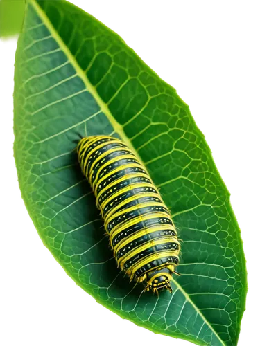 Fat caterpillar, green body, yellow stripes, many legs, big eyes, antennae, sitting on leaf, bright green leaf, veins visible, soft sunlight, 3/4 composition, shallow depth of field, warm color tone, 