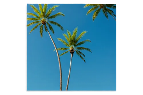 palm trees, tropical atmosphere, slender trunks, curved leaves, swaying gently, sunny day, clear blue sky, soft focus, warm color tone, 3/4 composition, shallow depth of field, cinematic lighting, sub