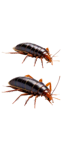 Wood roach, close-up, detailed texture, dark brown body, shiny exoskeleton, long antennae, six legs, crawling posture, morning dew, soft natural lighting, 3/4 composition, shallow depth of field, warm