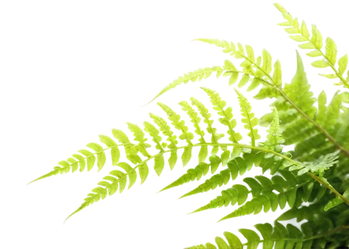 Delicate fern, green fronds, curled tips, intricate patterns, soft focus, morning dew, natural light, 3/4 composition, shallow depth of field, warm color tone, cinematic lighting, detailed texture, lu