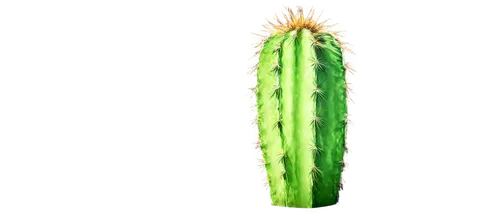 cactus digital background,cactus,asparagaceae,cereus,houseleek,echinopsis,prickly,capitata,prickliest,sclerocactus,ferocactus,aloe,prickle,cacti,cactaceae,patrol,petiole,celery stalk,nepenthaceae,leek stick,Illustration,Realistic Fantasy,Realistic Fantasy 01