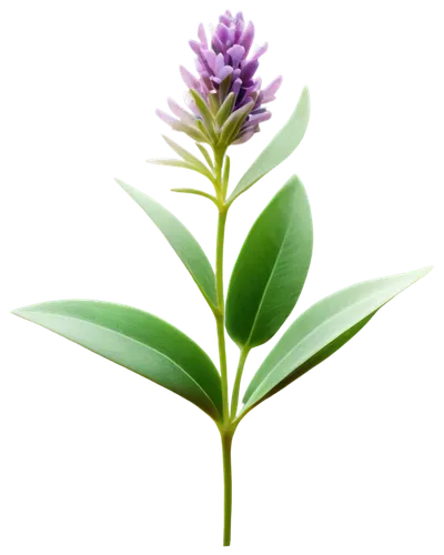 fernleaf lavender,small-leaf lilac,flowers png,aromatic plant,liatris spicata,lavandula,lavender oil,pineapple lily,egyptian lavender,crown chakra flower,india hyacinth,aromatic herb,bay-leaf,ironweed,ericaceae,bengal clockvine,soprano lilac spoon,rocket flower,dulcimer herb,bay leaf,Conceptual Art,Oil color,Oil Color 06