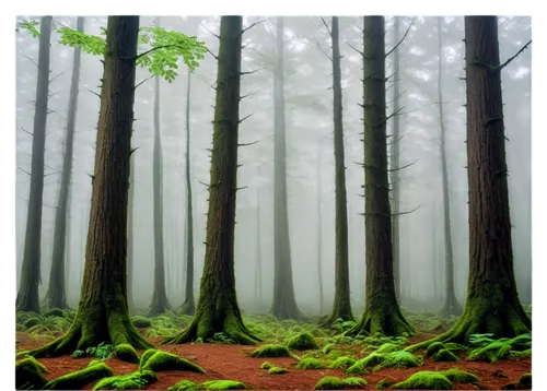 foggy forest,fir forest,germany forest,forest floor,aaa,old-growth forest,forests,the forests,coniferous forest,spruce forest,temperate coniferous forest,redwoods,elven forest,mixed forest,tropical and subtropical coniferous forests,green forest,the forest,bavarian forest,holy forest,forest,Illustration,Realistic Fantasy,Realistic Fantasy 34