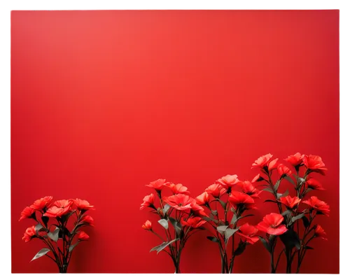 red carnation,red carnations,red flowers,on a red background,red wall,red petals,red background,red flower,geraniums,carnations,flower background,dianthus,red tulips,poppy red,minimalist flowers,red border,red gift,red blooms,red summer,coccinea,Conceptual Art,Daily,Daily 06