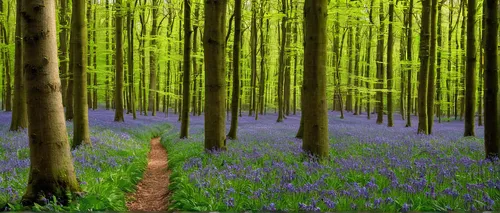 bluebells,beautiful bluebells,bluebell,fairy forest,star wood,fairytale forest,forest of dean,germany forest,aaa,forest of dreams,cartoon forest,beech forest,elven forest,row of trees,forest background,holy forest,forest glade,enchanted forest,spring background,forest floor,Illustration,Children,Children 02