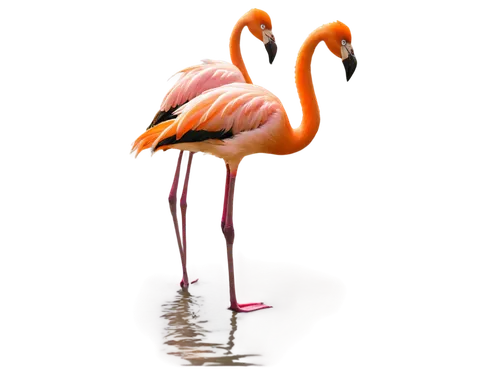 greater flamingo,flamingo couple,flamingo with shadow,flamingo,two flamingo,cuba flamingos,pink flamingo,flamingos,flamingoes,flamingo pattern,lawn flamingo,pink flamingos,phoenicopterus,flamininus,phoenicopteridae,phoenicopteriformes,roseate spoonbill,momix,tropical bird,cinema 4d,Illustration,Paper based,Paper Based 17