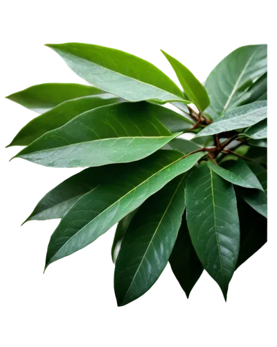 Laurel tree, evergreen leaves, glossy foliage, curved branches, thick trunk, rugged bark, morning dew, soft sunlight filtering through leaves, 3/4 composition, shallow depth of field, warm color tone,