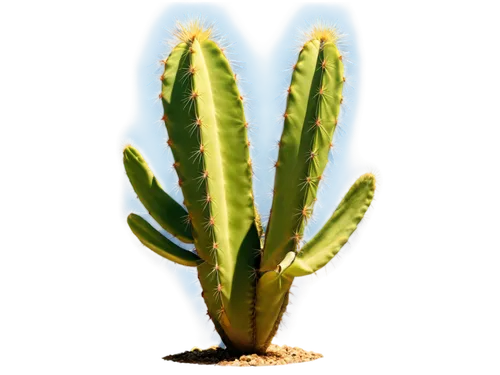 cactus digital background,cactus,desert plant,aloe vera leaf,aloe,cylindropuntia,capitata,citronella,cactaceae,aloe barbadensis,succulent plant,asparagaceae,sclerocactus,cacti,torch aloe,ferocactus,brachypodium,xerophytic,desert plants,aloes,Illustration,American Style,American Style 10