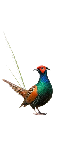 Pheasant bird, male, vibrant plumage, iridescent feathers, green head, red face, golden breast, brown back, long tail, perched, standing, looking around, morning dew, soft sunlight, 3/4 composition, s