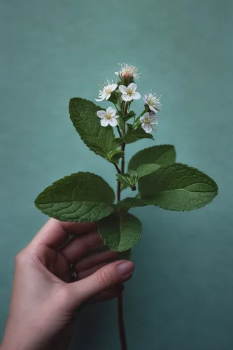 Write a poem about the delicate fragrance of a mint blossom in the evening breeze.,arabian jasmine,potato blossoms,single flower,baby's breath,minimalist flowers,forget-me-not,a sprig of white lilac,j