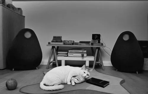 a white cat laying on top of a rug next to speakers,zazen,meditator,meditators,sonorities,yogacara,meditations,Photography,Black and white photography,Black and White Photography 11