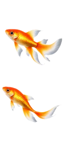 garridos,koi carps,two fish,koi fish,arowanas,barracudas,sticklebacks,swordtail,rasbora,dartfish,koi,needlefish,lanternfish,guardfish,pikeminnow,zebrafish,nigriceps,mackerels,fjord trout,freshwater fish,Illustration,Black and White,Black and White 09