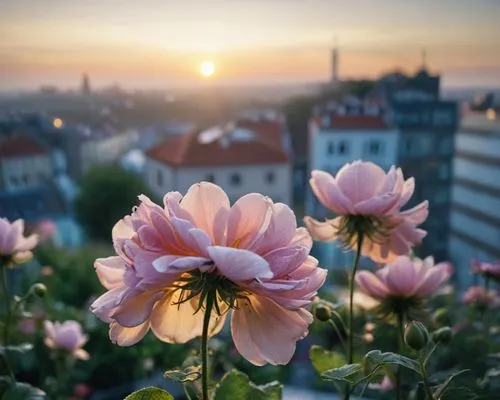 flower in sunset,prague,pink daisies,erfurt,japanese anemone,cosmos flower,splendor of flowers,mikulov,flower background,roses daisies,beautiful flowers,cluj,noble roses,nuremberg,freiburg,klatschmohn