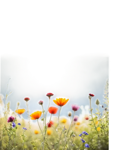 flower meadow,flowering meadow,meadow flowers,flower background,summer meadow,small meadow,flower field,wild flowers,wildflower meadow,wildflowers,flowers field,field of flowers,meadow plant,dandelion background,blooming field,meadow landscape,wild meadow,spring meadow,mirror in the meadow,blanket of flowers,Art,Artistic Painting,Artistic Painting 49