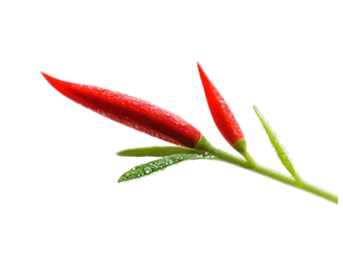 Cayenne pepper flower, red petals, delicate stamens, green stem, tiny white center, detailed texture, morning dew, soft natural light, 3/4 composition, shallow depth of field, warm color tone, cinemat