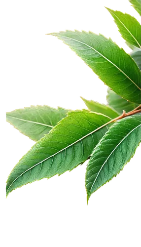 bay leaf,gum leaves,curry leaves,mape leaf,stevia,walnut leaf,custody leaf,bay-leaf,neem,foliage leaf,tea plant,chestnut leaf,hojicha,loose-leaf,morinda,mandarin leaves,chestnut leaves,leaves,medicinal plant,loose tea leaves,Art,Classical Oil Painting,Classical Oil Painting 40