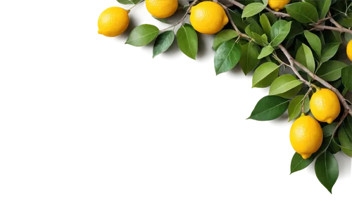 Lemons, citrus fruits, yellow skin, juicy pulp, green leaves, twisted branches, wooden table, rustic texture, shallow depth of field, warm natural light, 3/4 composition, slight blur effect.,lemon bac